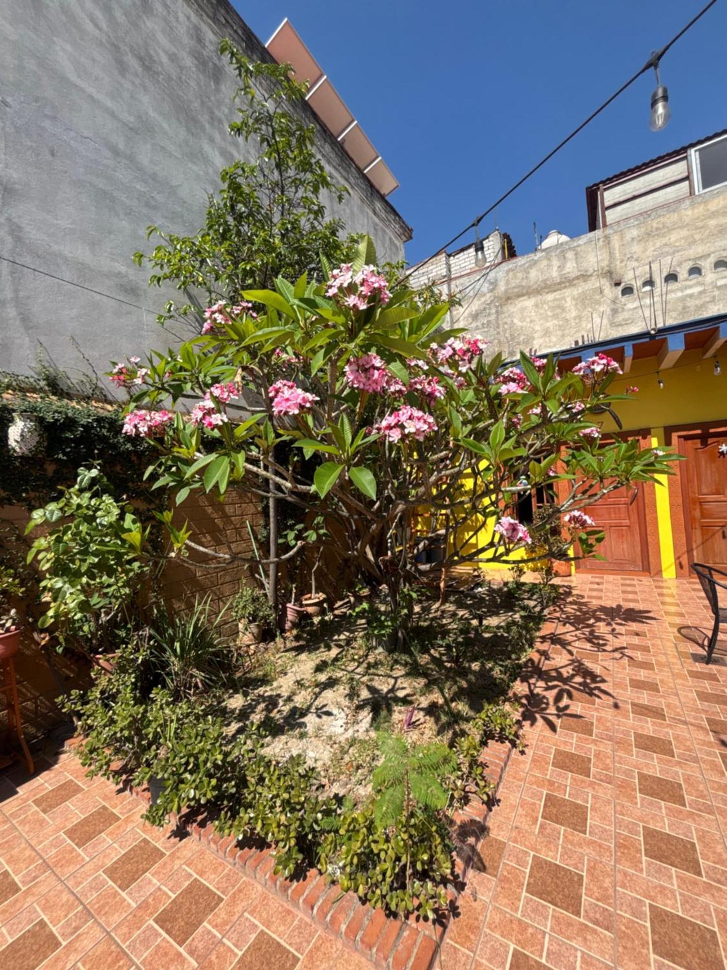 Hotel Posada "Mi Rosita" Oaxaca Extérieur photo